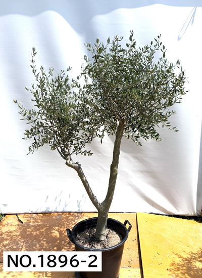 【法人限定】ルッカ（オリーブの木）｜XL｜NO.1896｜約220cm｜人気・寒冷地OK 株式会社鶴亀園