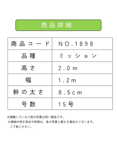 NEW【人気・直立型】ミッション（オリーブの木）〈大型商品〉｜約200cm｜XLサイズ｜No.1898 株式会社鶴亀園