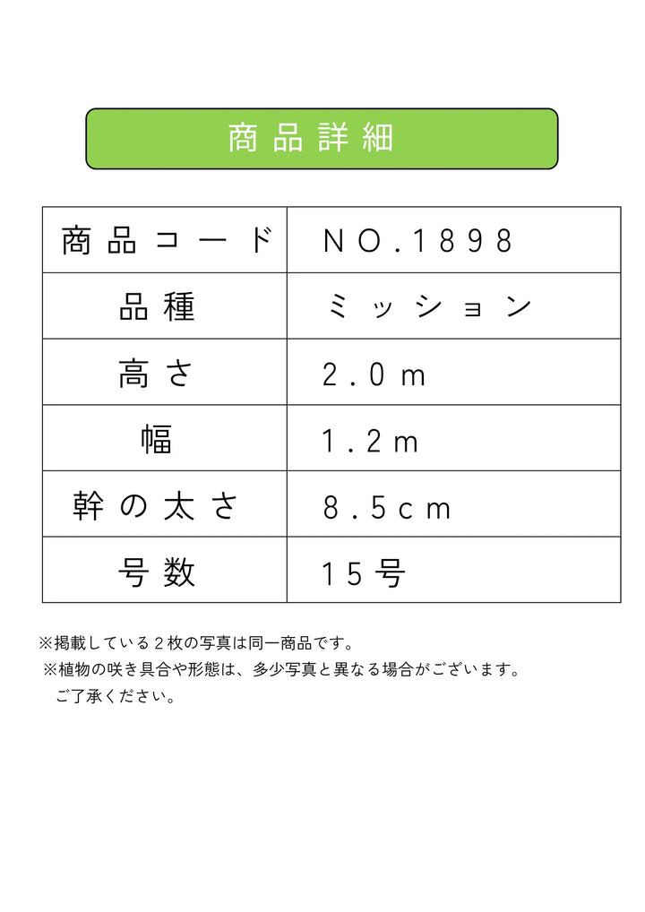 NEWミッション(オリーブの木)|大型商品|NO.1898 |約200cm|人気 NEWミッション(オリーブの木)|大型商品|NO.1898 |約200cm|人気