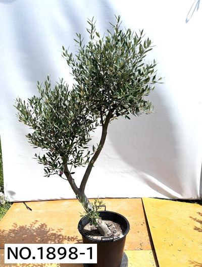 NEW【人気・直立型】ミッション（オリーブの木）〈大型商品〉｜約200cm｜XLサイズ｜No.1898 株式会社鶴亀園