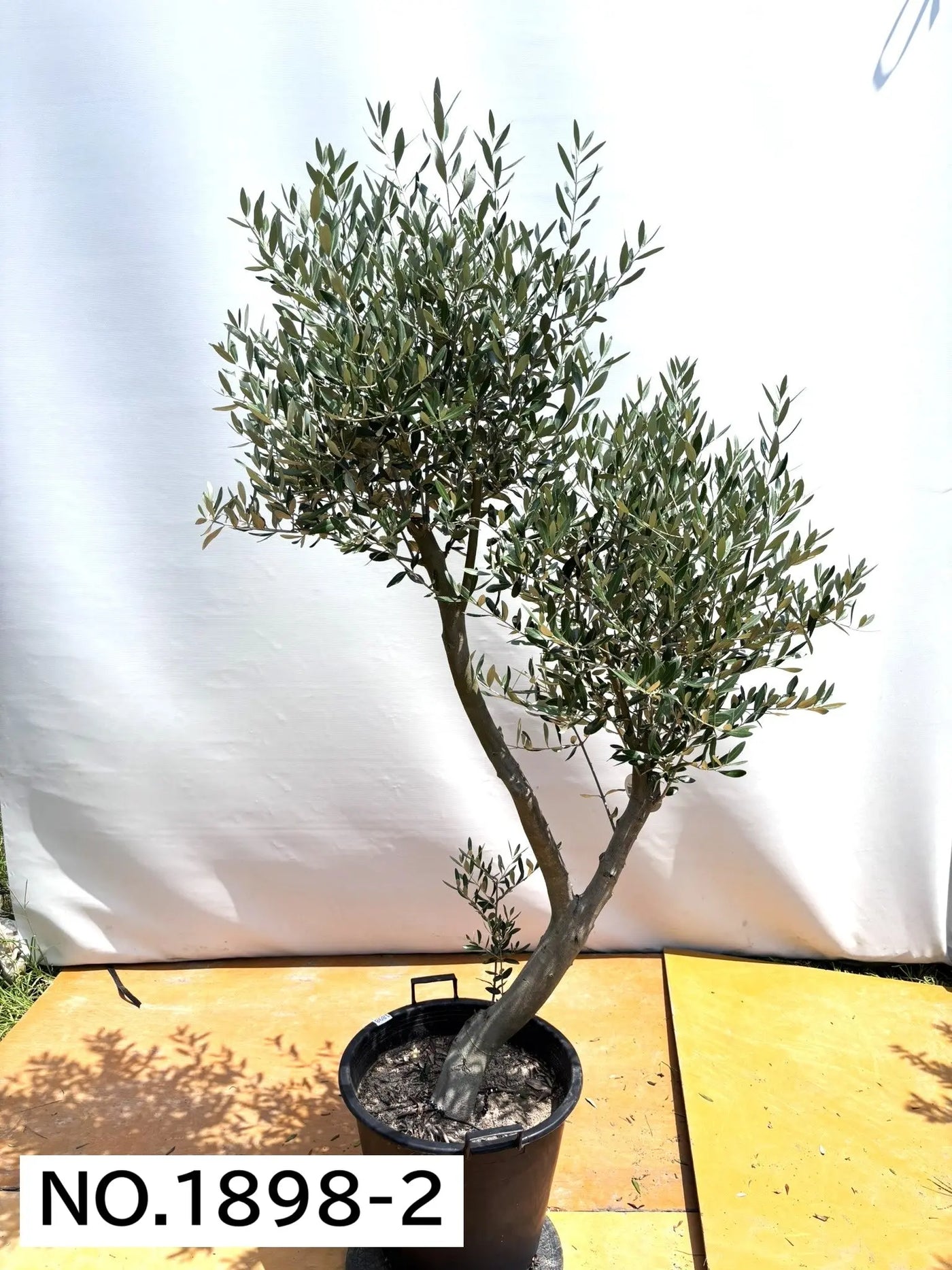 NEW【人気・直立型】ミッション（オリーブの木）〈大型商品〉｜約200cm｜XLサイズ｜No.1898 株式会社鶴亀園