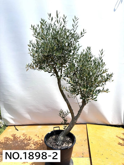 NEW【人気・直立型】ミッション（オリーブの木）〈大型商品〉｜約200cm｜XLサイズ｜No.1898 株式会社鶴亀園