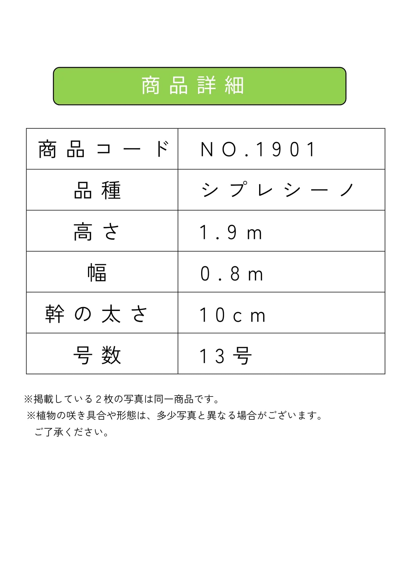 NEW【人気・初心者向き・シンボル向き】シプレシーノ（オリーブの木）〈大型商品〉｜約190cm｜XLサイズ｜No.1901 株式会社鶴亀園