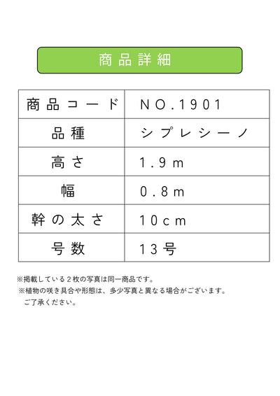 NEW【人気・初心者向き・シンボル向き】シプレシーノ（オリーブの木）〈大型商品〉｜約190cm｜XLサイズ｜No.1901 株式会社鶴亀園