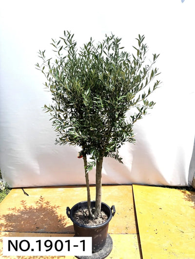 NEW【人気・初心者向き・シンボル向き】シプレシーノ（オリーブの木）〈大型商品〉｜約190cm｜XLサイズ｜No.1901 株式会社鶴亀園