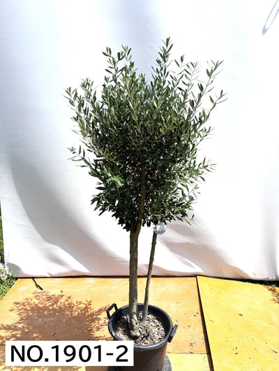 NEW【人気・初心者向き・シンボル向き】シプレシーノ（オリーブの木）〈大型商品〉｜約190cm｜XLサイズ｜No.1901 株式会社鶴亀園