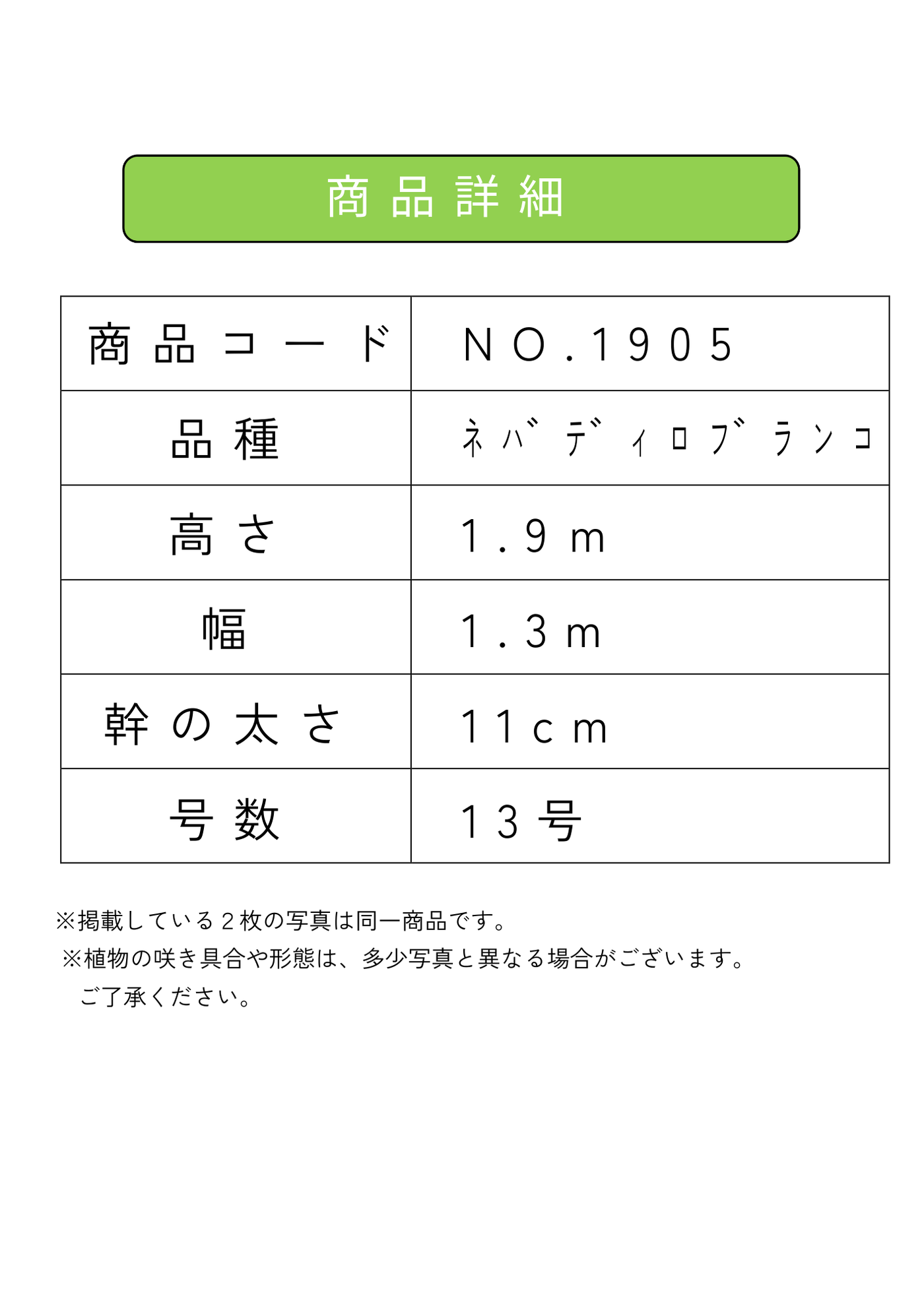 【法人限定】ネバディロブランコ（オリーブの木）｜XL｜NO.1905｜約190cm｜人気・開帳型 株式会社鶴亀園