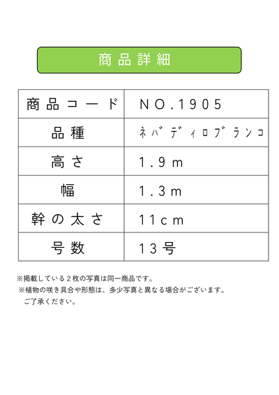 【法人限定】ネバディロブランコ（オリーブの木）｜XL｜NO.1905｜約190cm｜人気・開帳型 株式会社鶴亀園