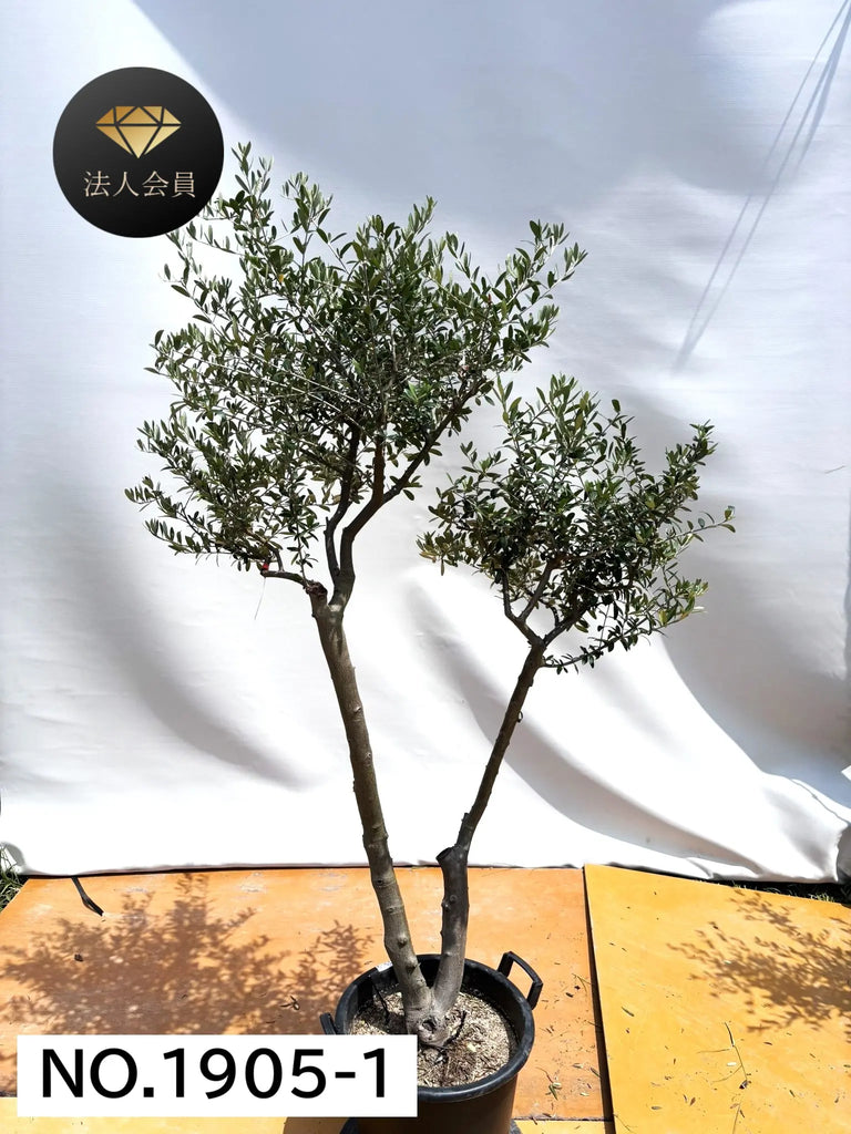 オリーブの木　ネバディロブランコ　約150cm　NO.1883　大型　現品掲載 オリーブの木 ネバディロブランコ 約150cm NO.1883 大型 現品掲載