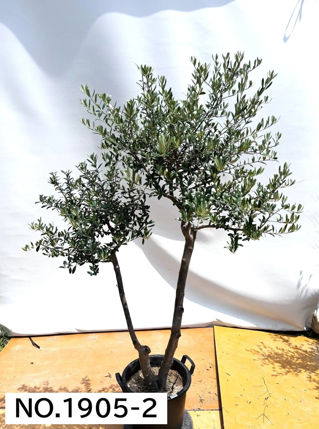 ⑬ オリーブの木souju 『マンザニロ』 6号 最高等級極上品‼️ ⑬