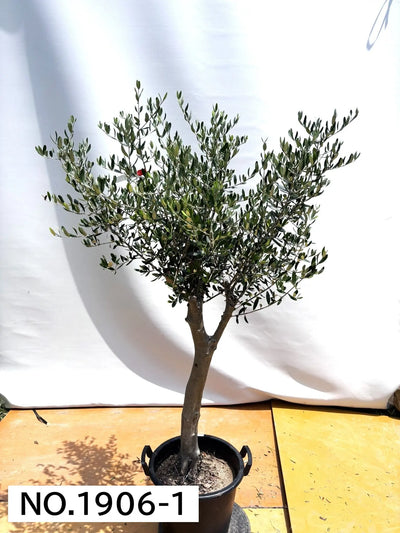 NEW【人気・寒冷地OK】ルッカ（オリーブの木）〈大型商品〉｜約180cm｜XLサイズ｜No.1906 株式会社鶴亀園