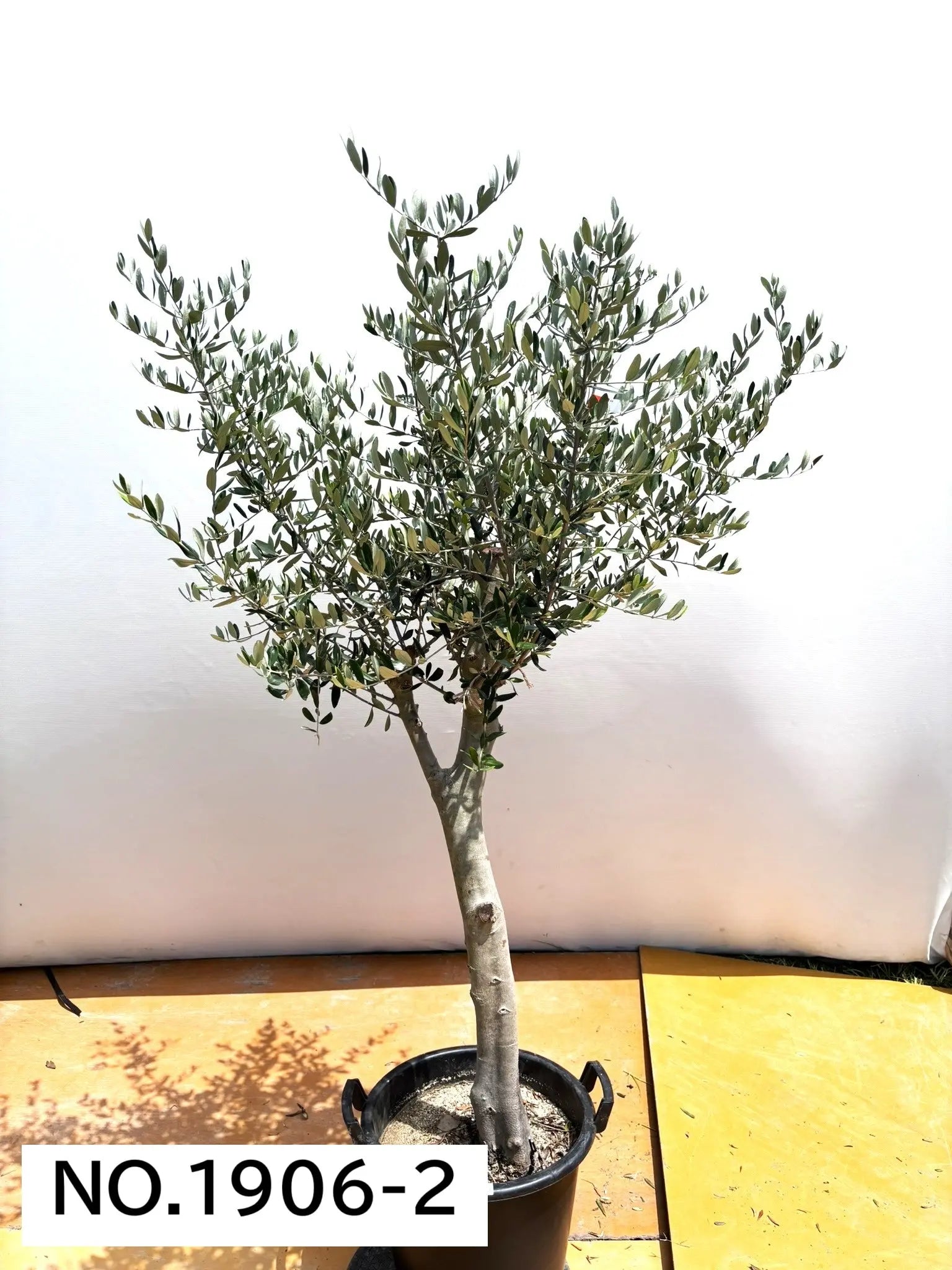 NEW【人気・寒冷地OK】ルッカ（オリーブの木）〈大型商品〉｜約180cm