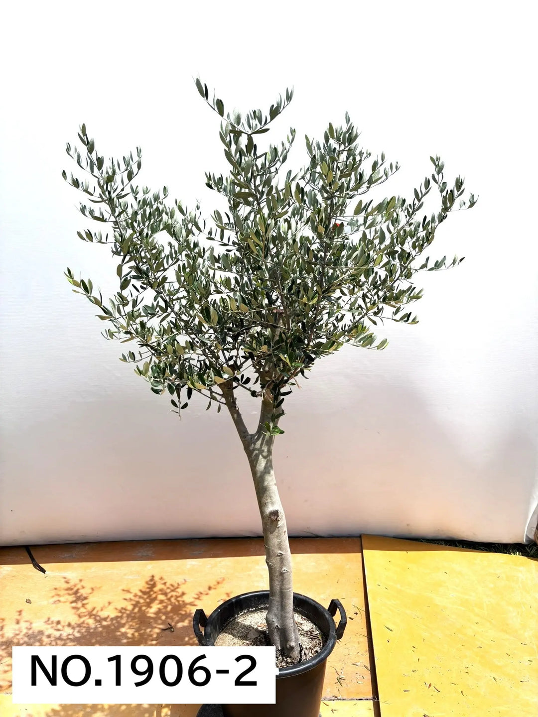 NEW【人気・寒冷地OK】ルッカ（オリーブの木）〈大型商品〉｜約180cm