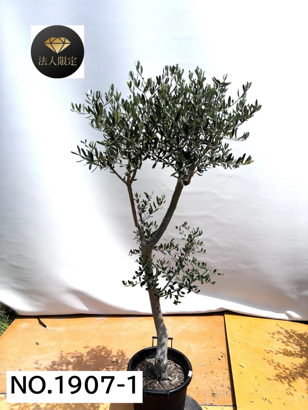 オリーブの木（全商品）｜写真の木をそのままお届け［現品販売］｜鶴亀