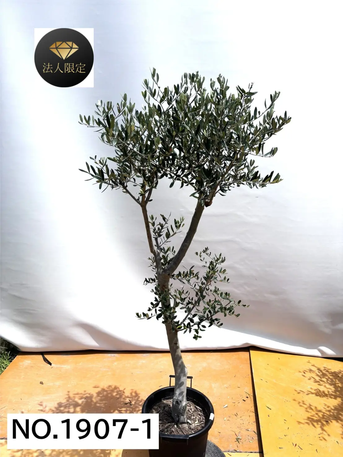 【法人限定】ルッカ（オリーブの木）｜XL｜NO.1907｜約180cm｜人気・寒冷地OK