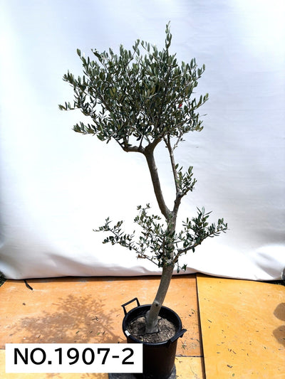 【法人限定】ルッカ（オリーブの木）｜XL｜NO.1907｜約180cm｜人気・寒冷地OK 株式会社鶴亀園