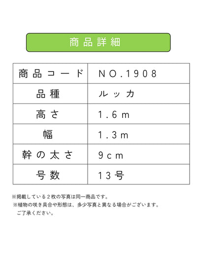 NEW【人気・寒冷地OK】ルッカ（オリーブの木）〈大型商品〉｜約160cm｜XLサイズ｜No.1908 株式会社鶴亀園