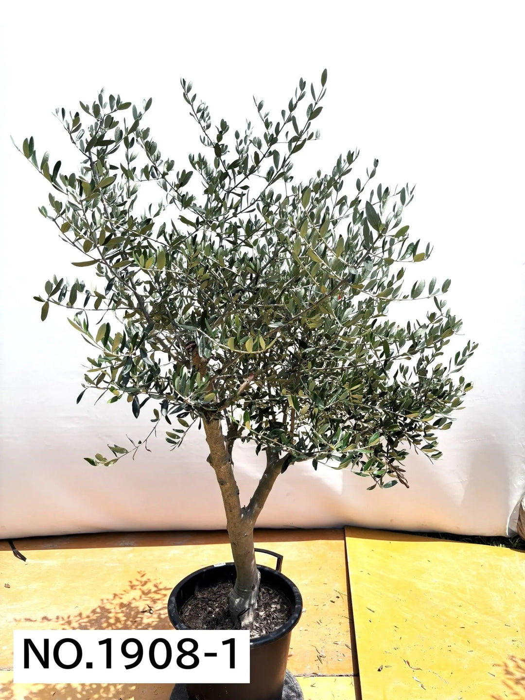 オリーブの木　シプレシーノ　約200cm　NO.1602　大型　現品掲載　古木 オリーブの木 シプレシーノ 約200cm NO.1602 大型 現品掲載 古木