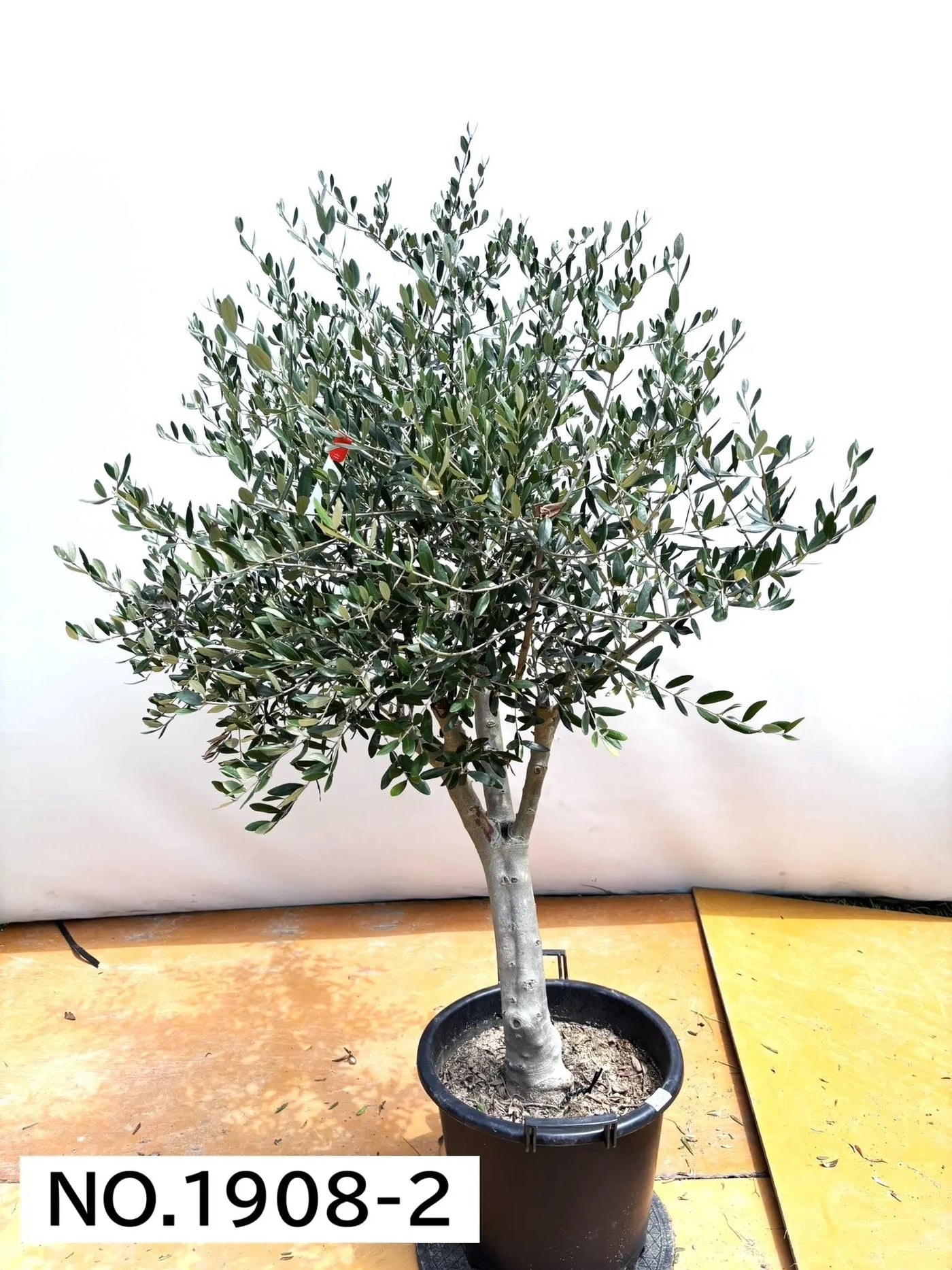 NEW【人気・寒冷地OK】ルッカ（オリーブの木）〈大型商品〉｜約160cm｜XLサイズ｜No.1908 株式会社鶴亀園