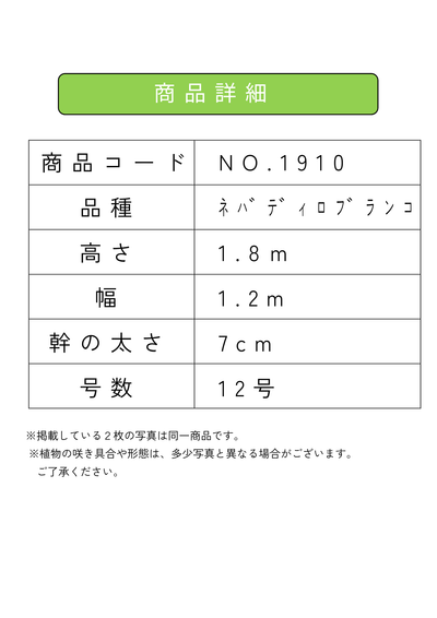 【法人限定】ネバディロブランコ（オリーブの木）｜XL｜NO.1912｜約170cm｜人気・開帳型 株式会社鶴亀園