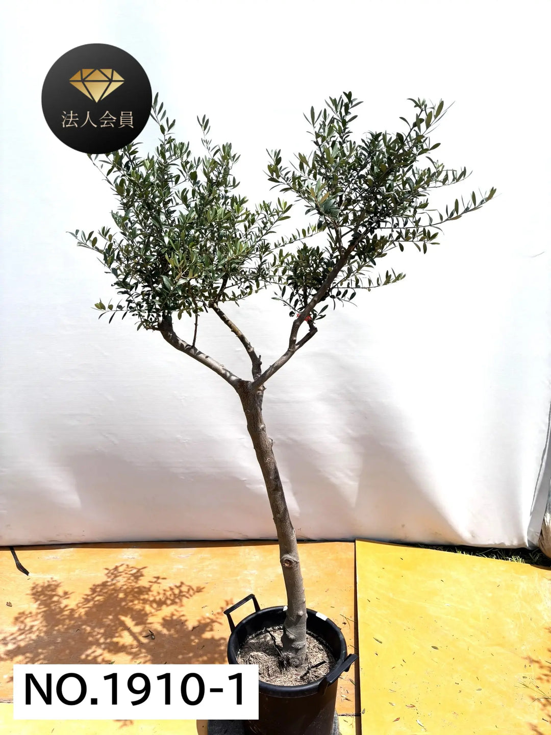 a オリーブの木　ネバティロブランコ ネバディロブランコ Sサイズ 約120cm NO.10340 オリーブの木