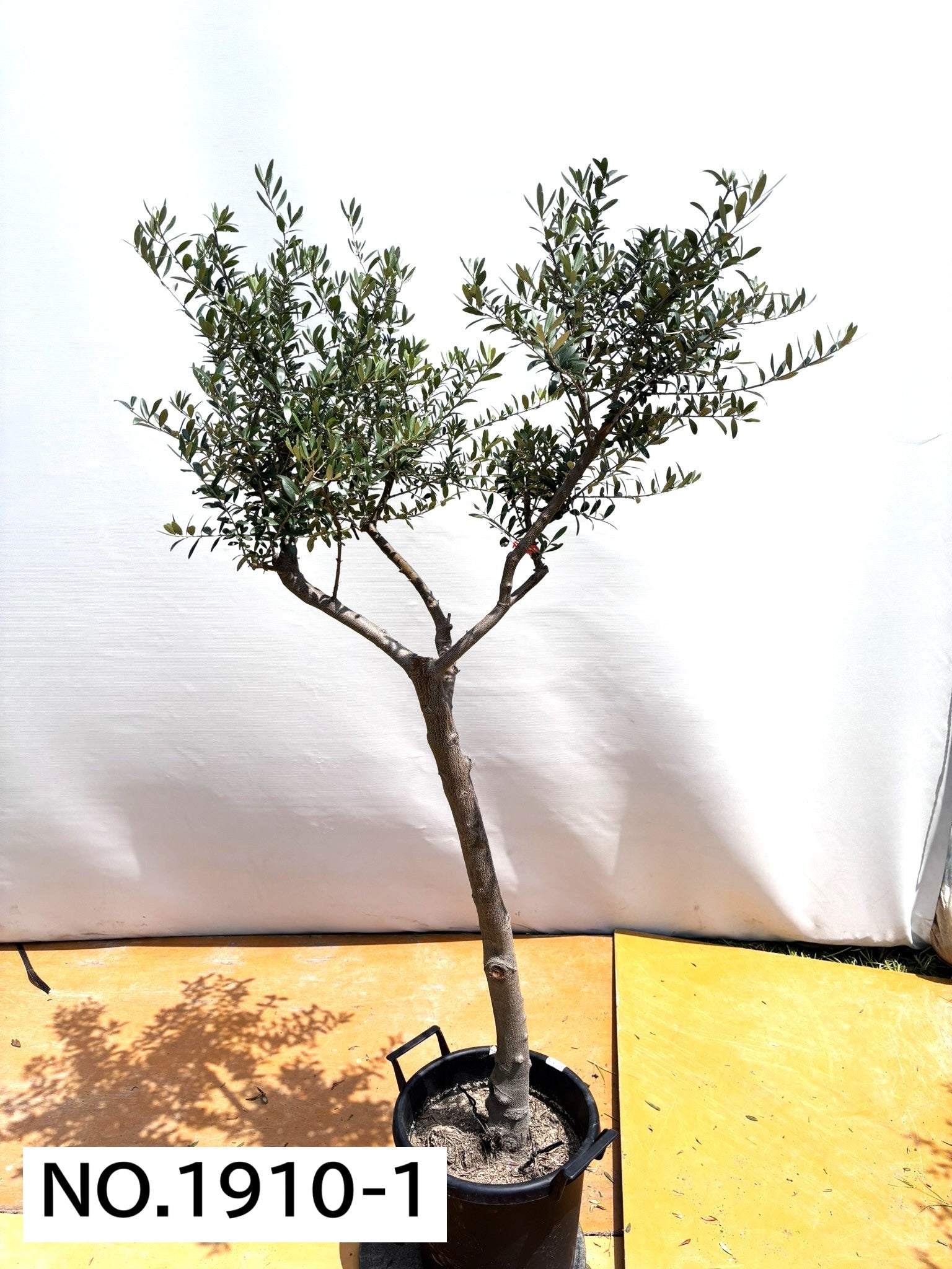 オリーブの木 ネバディロブランコ 7号 約80cm NO.518 人気品種