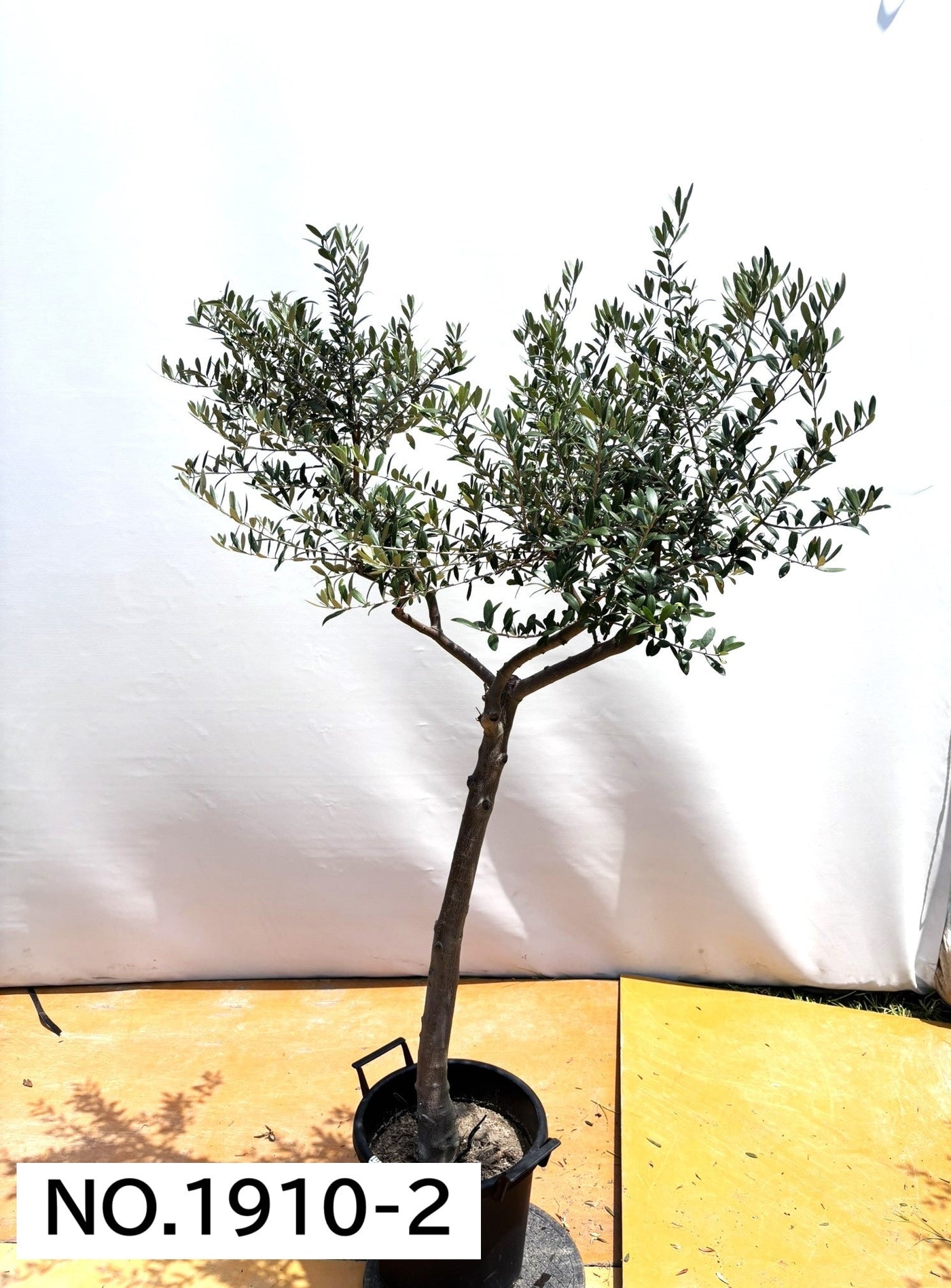 【法人限定】ネバディロブランコ（オリーブの木）｜XL｜NO.1912｜約170cm｜人気・開帳型 株式会社鶴亀園