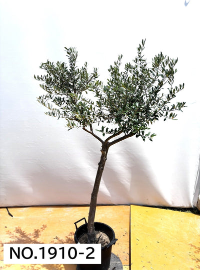 【法人限定】ネバディロブランコ（オリーブの木）｜XL｜NO.1912｜約170cm｜人気・開帳型 株式会社鶴亀園