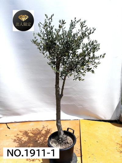 【法人限定】ルッカ（オリーブの木）｜XL｜NO.1911｜約190cm｜人気・寒冷地OK