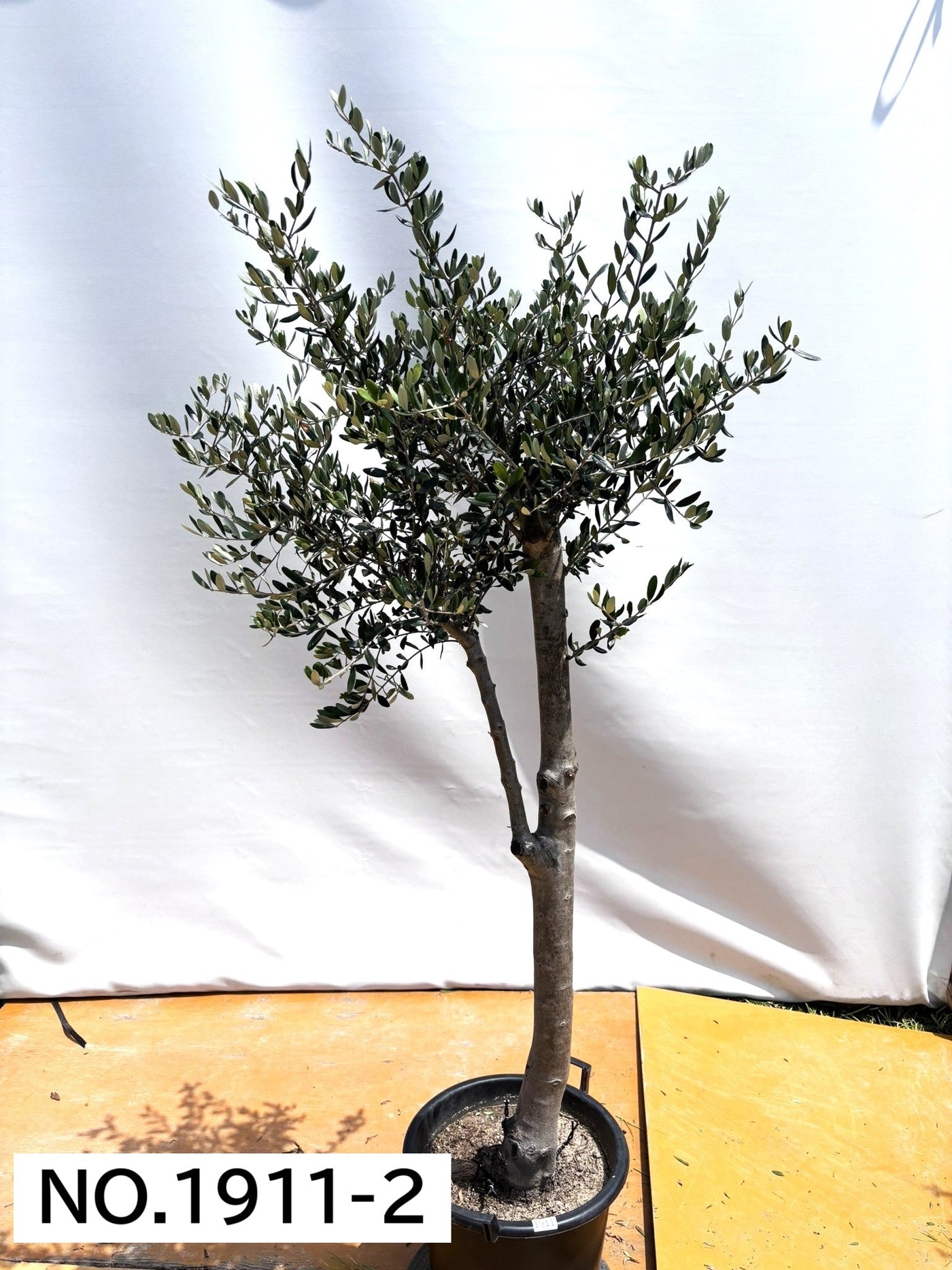 【法人限定】ルッカ（オリーブの木）｜XL｜NO.1911｜約190cm｜人気・寒冷地OK 株式会社鶴亀園