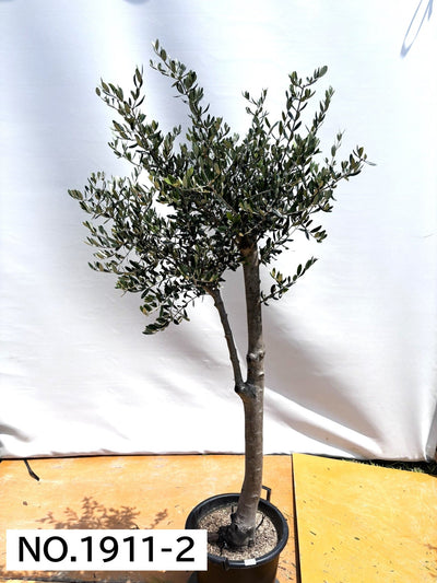 【法人限定】ルッカ（オリーブの木）｜XL｜NO.1911｜約190cm｜人気・寒冷地OK 株式会社鶴亀園
