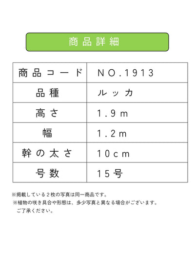 NEW【人気・寒冷地OK】ルッカ（オリーブの木）〈大型商品〉｜約190cm｜XLサイズ｜No.1913 株式会社鶴亀園