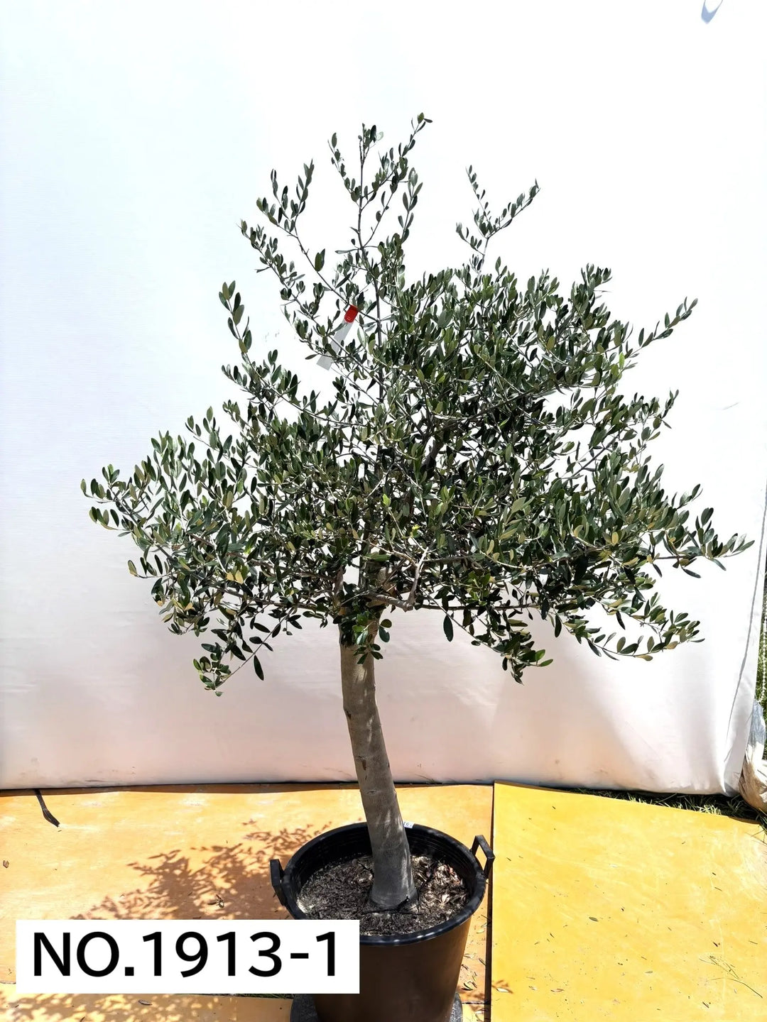 オリーブの木　ヘレナ　約160cm　NO.1847　大型　現品掲載　古木 寒さに強い・開帳型】ヘレナ（オリーブの木）〈大型商品〉｜約150cm