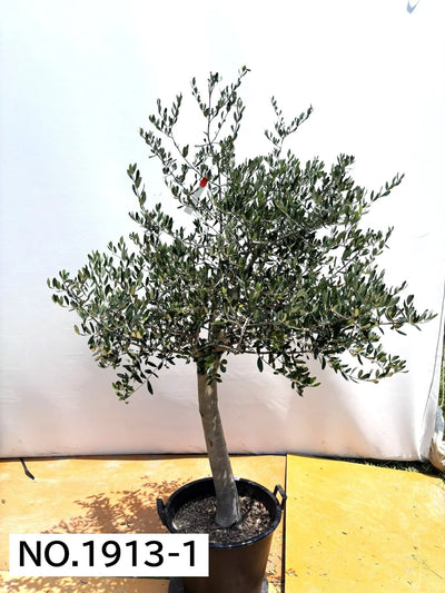NEW【人気・寒冷地OK】ルッカ（オリーブの木）〈大型商品〉｜約190cm｜XLサイズ｜No.1913 株式会社鶴亀園