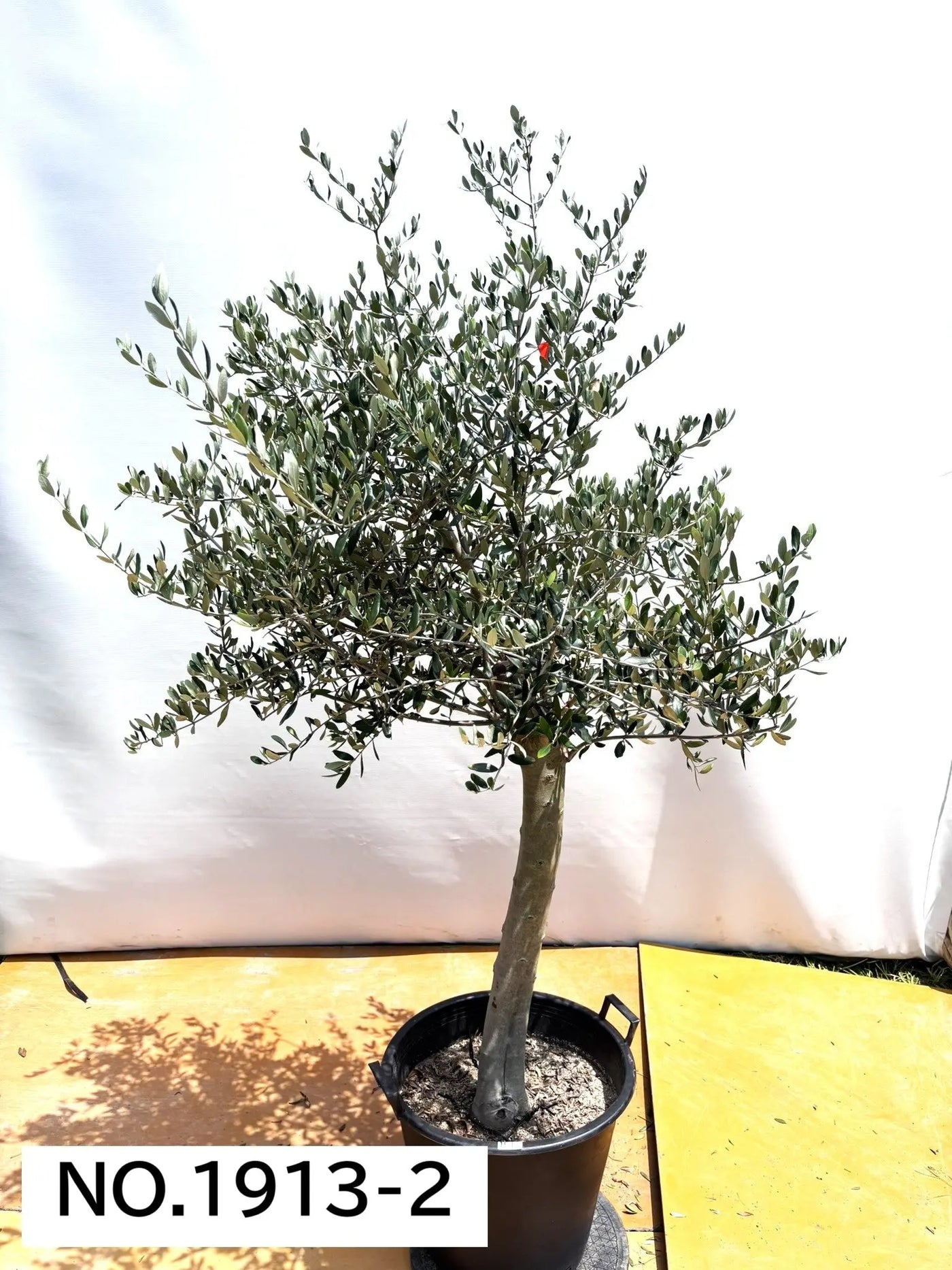 NEW【人気・寒冷地OK】ルッカ（オリーブの木）〈大型商品〉｜約190cm｜XLサイズ｜No.1913 株式会社鶴亀園