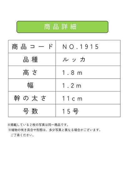 【法人限定】ルッカ（オリーブの木）｜XL｜NO.1916｜約210cm｜人気・寒冷地OK 株式会社鶴亀園