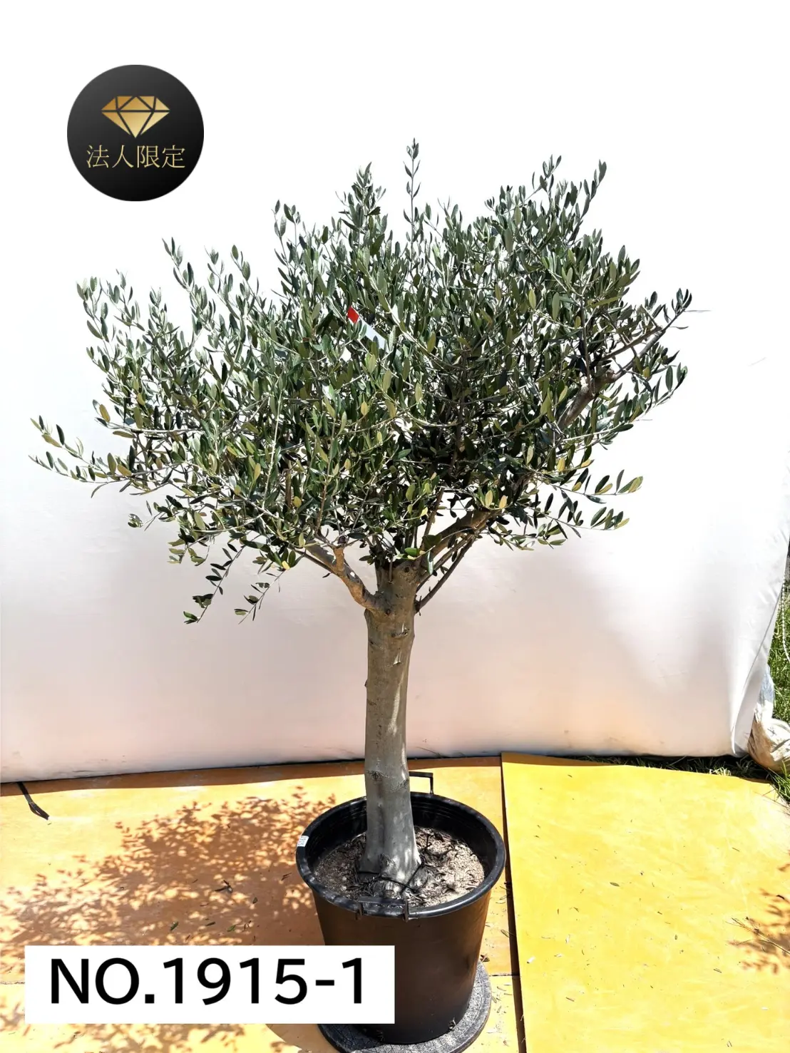 【法人限定】ルッカ（オリーブの木）｜XL｜NO.1915｜約180cm｜人気・寒冷地OK