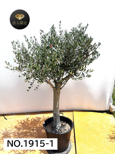 【法人限定】ルッカ（オリーブの木）｜XL｜NO.1915｜約180cm｜人気・寒冷地OK
