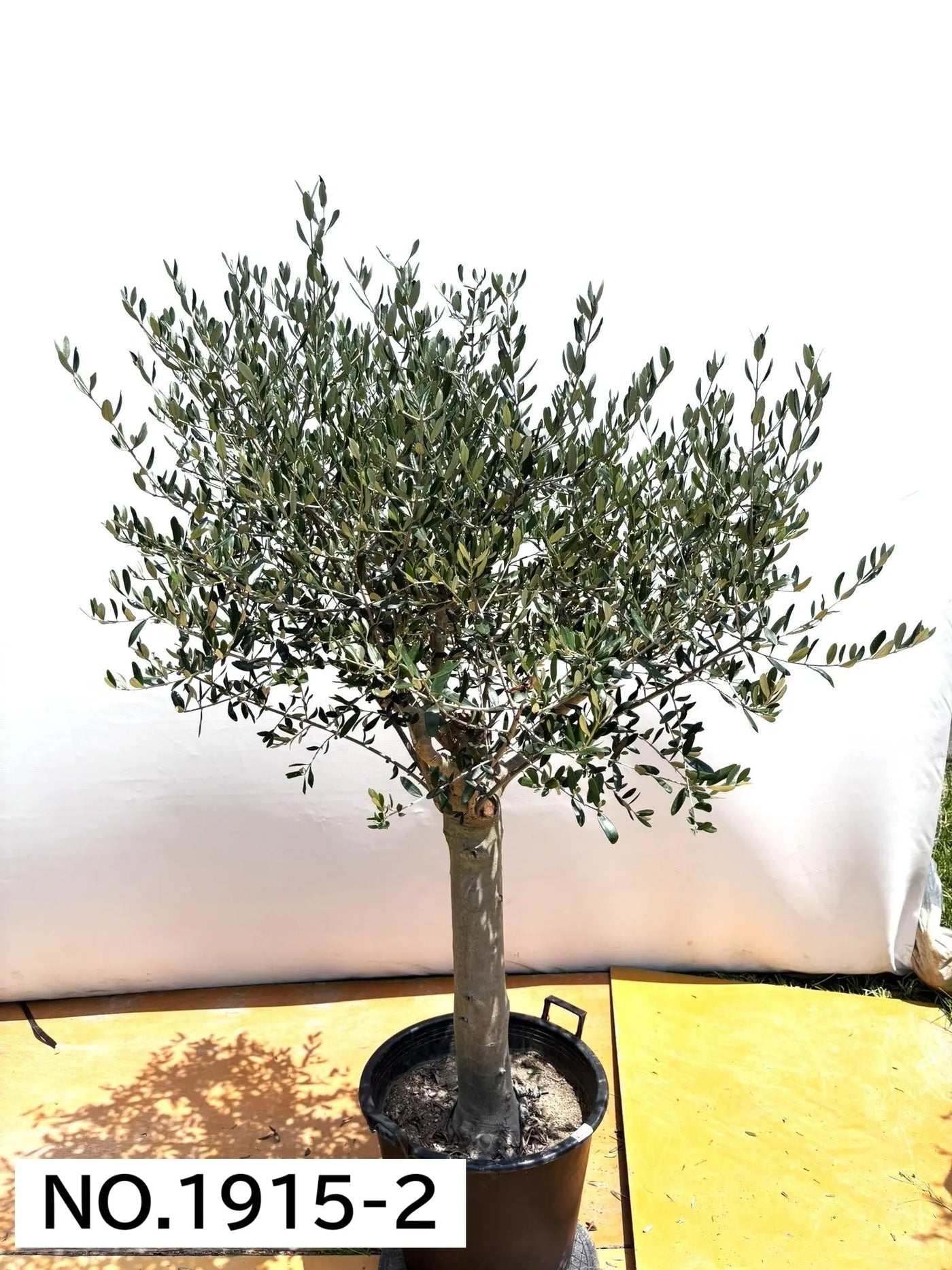 【法人限定】ルッカ（オリーブの木）｜XL｜NO.1916｜約210cm｜人気・寒冷地OK 株式会社鶴亀園