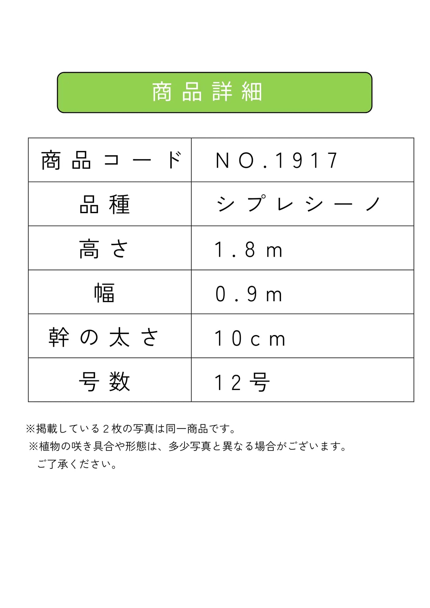 NEW【人気・初心者向き・シンボル向き】シプレシーノ（オリーブの木）〈大型商品〉｜約180cm｜XLサイズ｜No.1917 株式会社鶴亀園