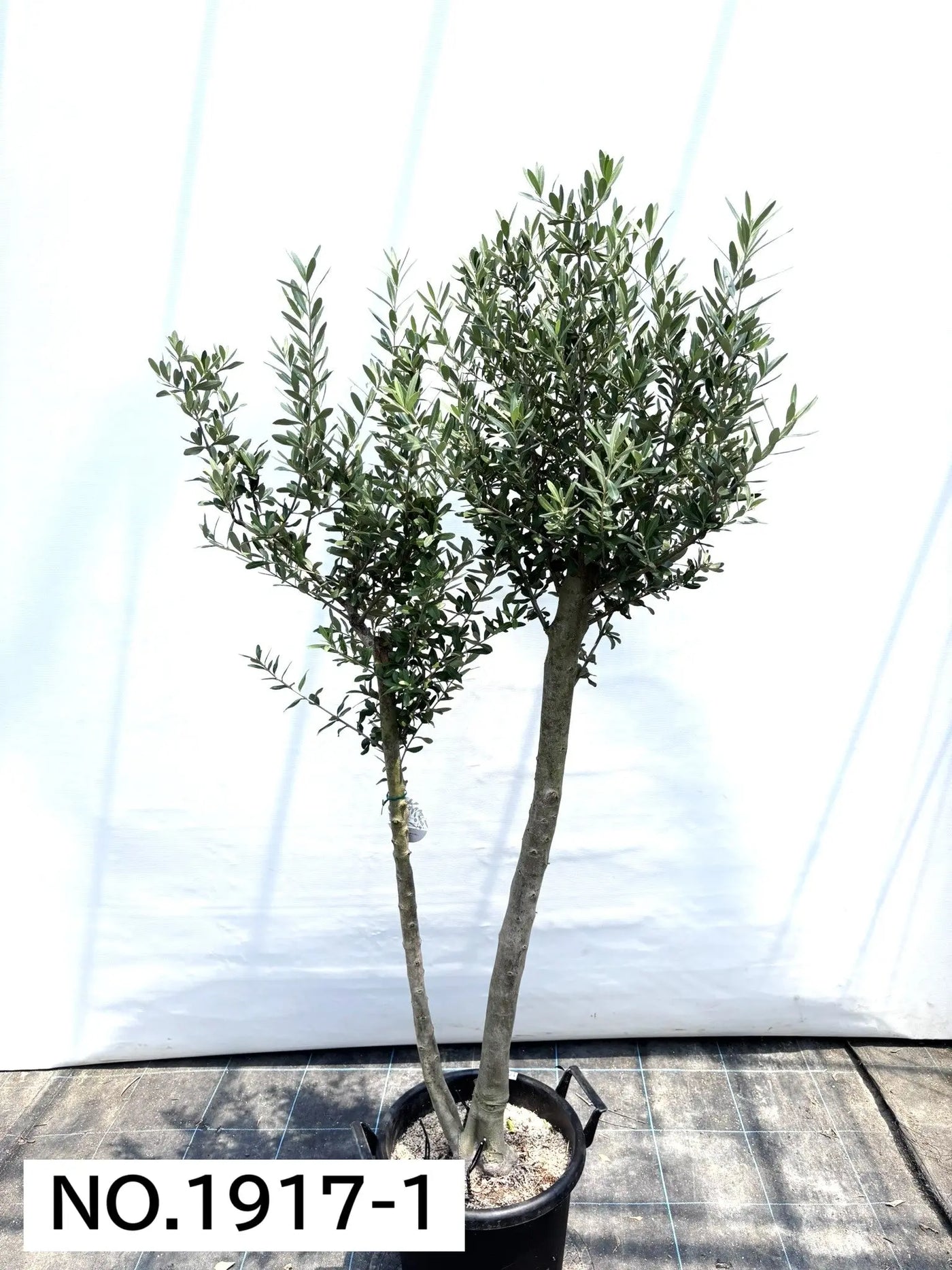 NEW【人気・初心者向き・シンボル向き】シプレシーノ（オリーブの木）〈大型商品〉｜約180cm｜XLサイズ｜No.1917 株式会社鶴亀園