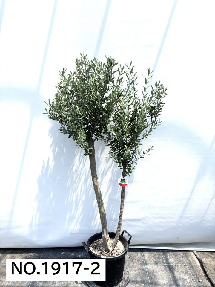 NEWシプレシーノ（オリーブの木）｜大型商品｜NO.1917｜約180cm｜人気