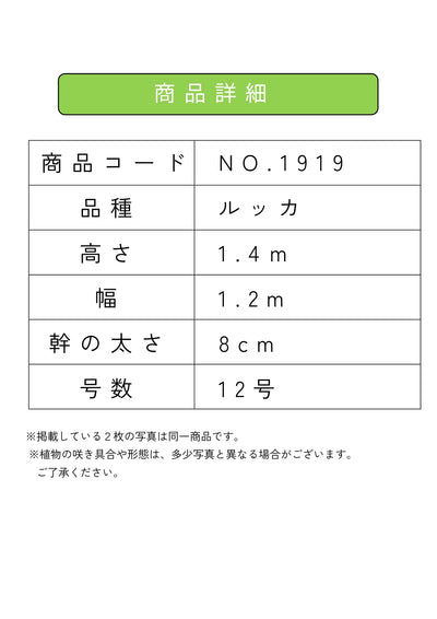 NEW【人気・寒冷地OK】ルッカ（オリーブの木）〈大型商品〉｜約140cm｜XLサイズ｜No.1919 株式会社鶴亀園