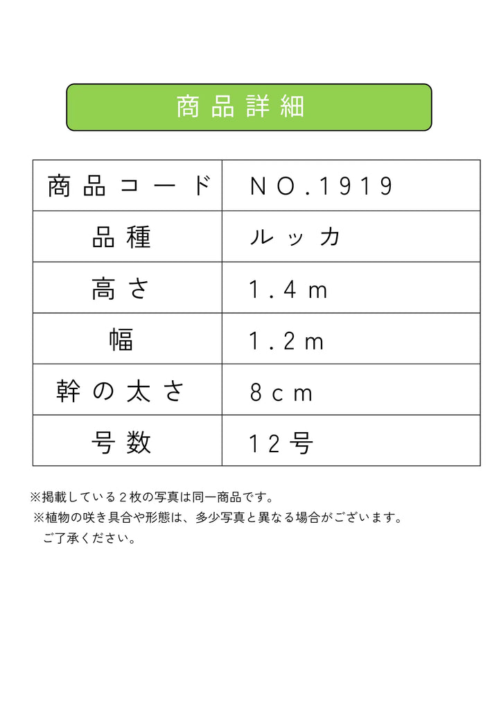 オリーブの木 ルッカ 約140cm NO.2059 大型 人気品種 現品掲載