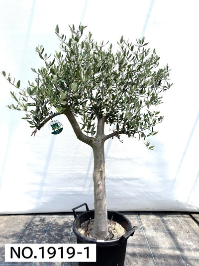 NEW【人気・寒冷地OK】ルッカ（オリーブの木）〈大型商品〉｜約140cm｜XLサイズ｜No.1919 株式会社鶴亀園