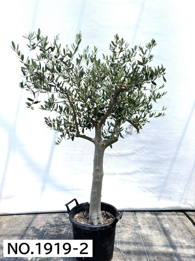 NEW【人気・寒冷地OK】ルッカ（オリーブの木）〈大型商品〉｜約140cm｜XLサイズ｜No.1919 株式会社鶴亀園