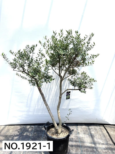 NEW【人気・開帳型】ネバディロブランコ（オリーブの木）〈大型商品〉｜約160cm｜XLサイズ｜No.1921 株式会社鶴亀園