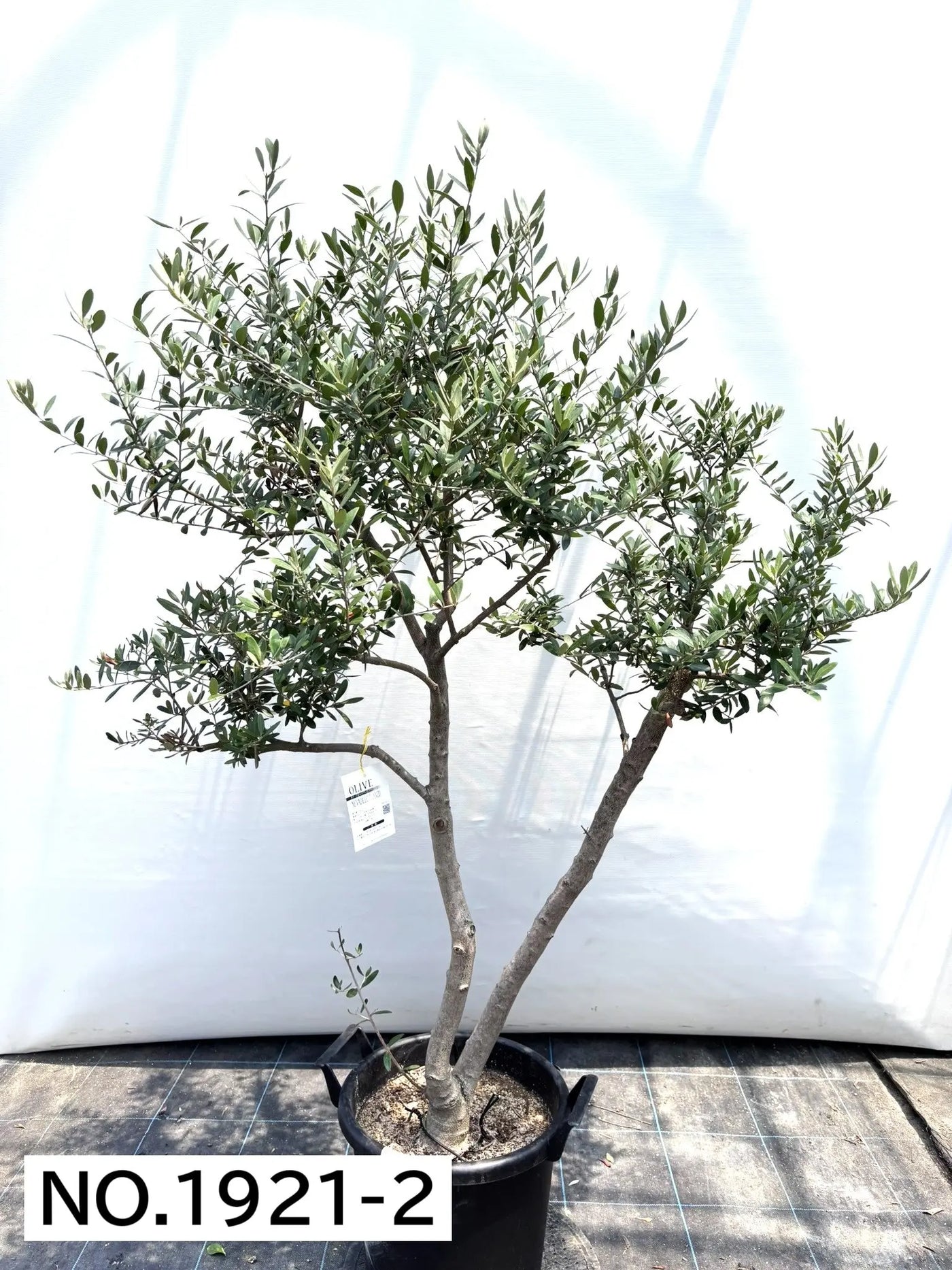 NEW【人気・開帳型】ネバディロブランコ（オリーブの木）〈大型商品〉｜約160cm｜XLサイズ｜No.1921 株式会社鶴亀園