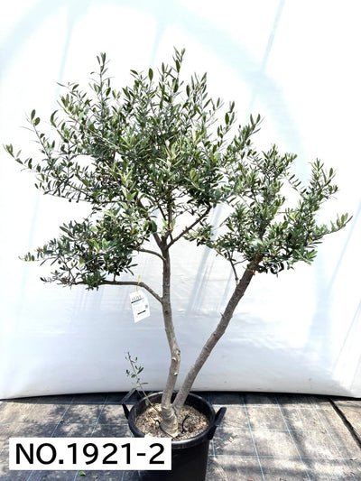 NEW【人気・開帳型】ネバディロブランコ（オリーブの木）〈大型商品〉｜約160cm｜XLサイズ｜No.1921 株式会社鶴亀園