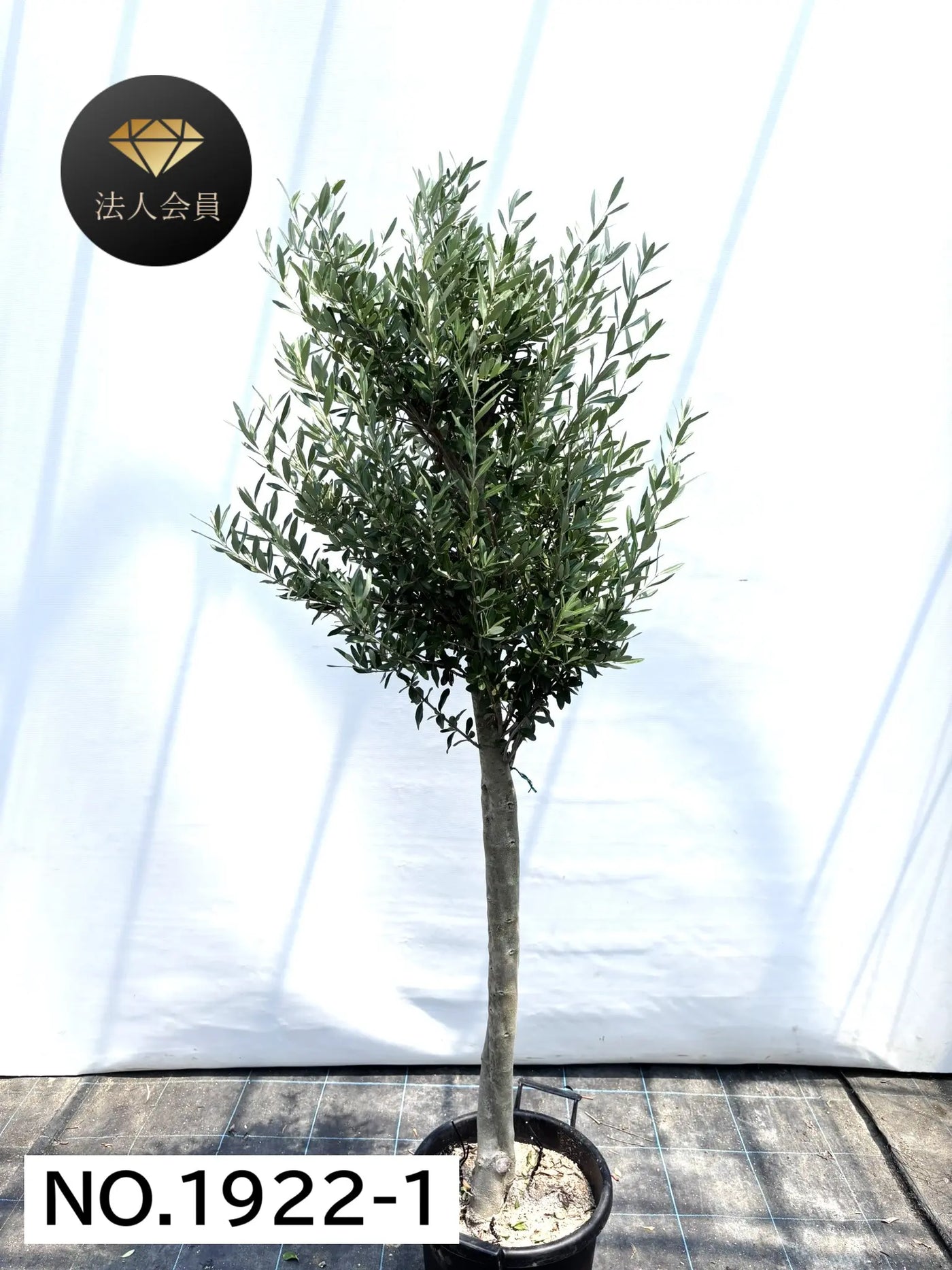 【法人限定】シプレシーノ（オリーブの木） XL｜約180cm｜No.1922｜初心者・シンボルツリー向け 株式会社鶴亀園